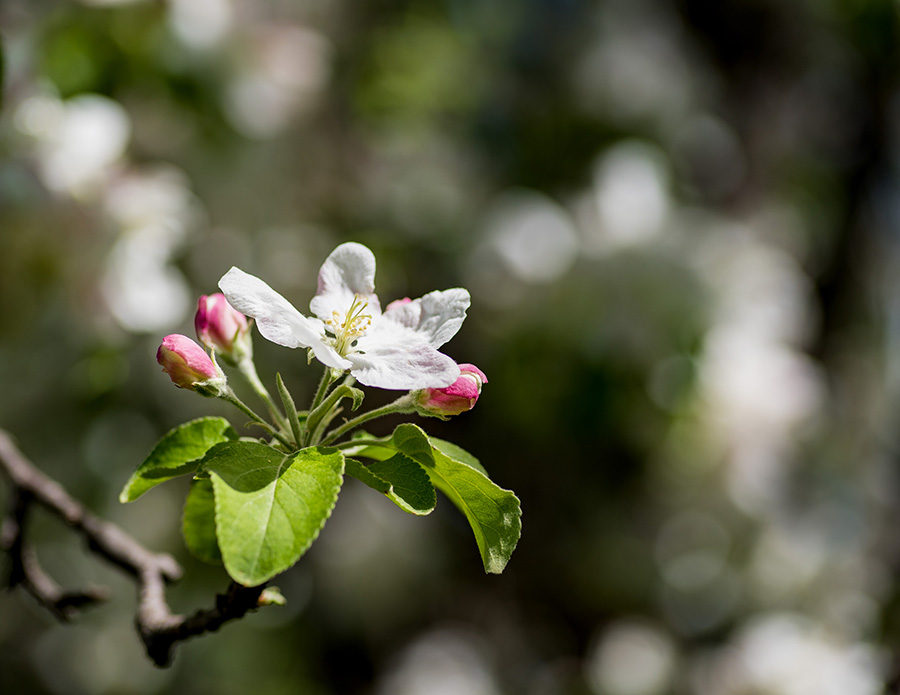 Apple-Blossom-for-website